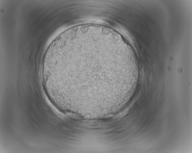 X0000080731391200701051048