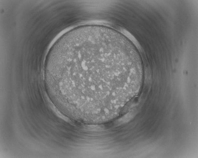 X0000080731436200701051048