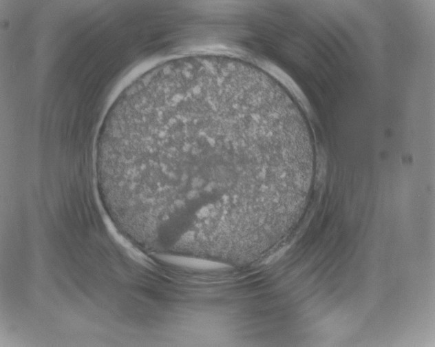 X0000080731439200701051048