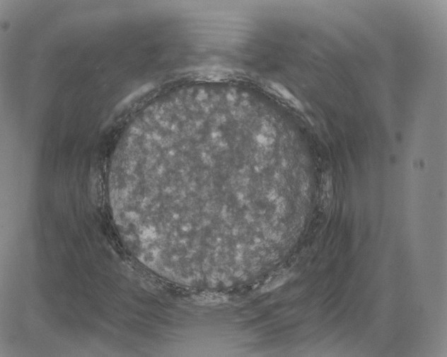 X0000080731446200701051047