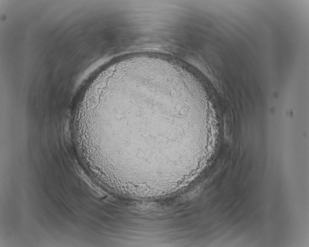 X0000080731452200701051047