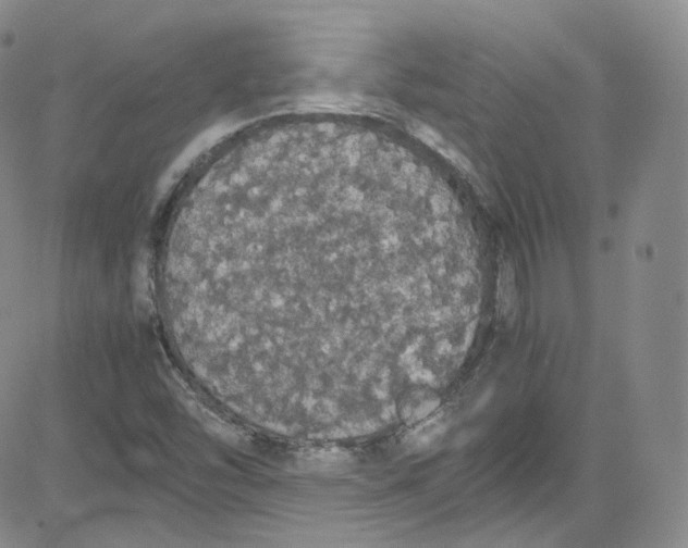 X0000080731454200701051047