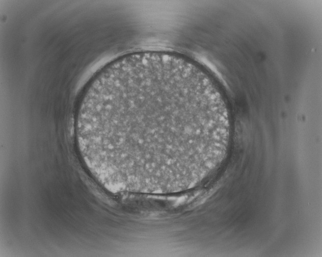 X0000080731461200701051047