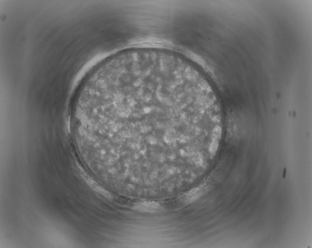 X0000080731462200701051047