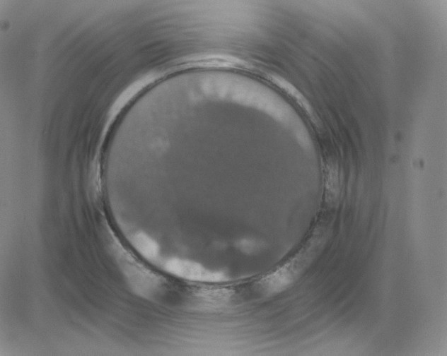 X0000080731466200701051047