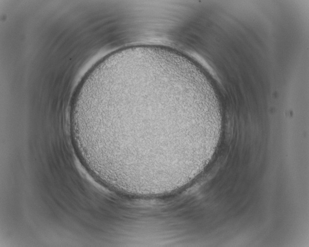 X0000080731468200701051047