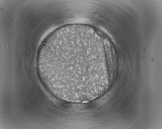 X0000080731469200701051047