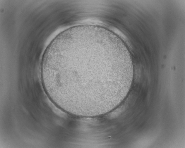 X0000080731478200701051047