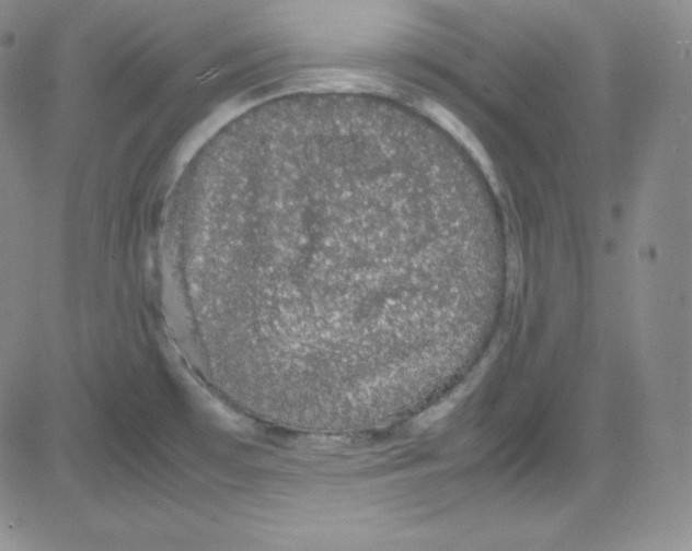 X0000080731481200701051047