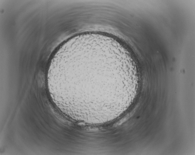 X0000080731505200701051046