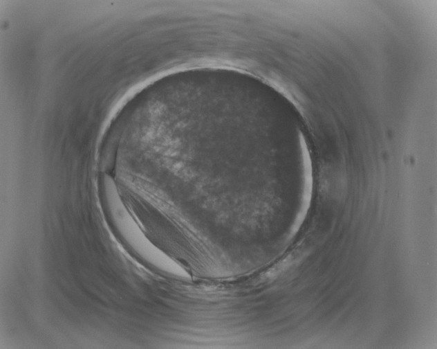 X0000080731508200701051046