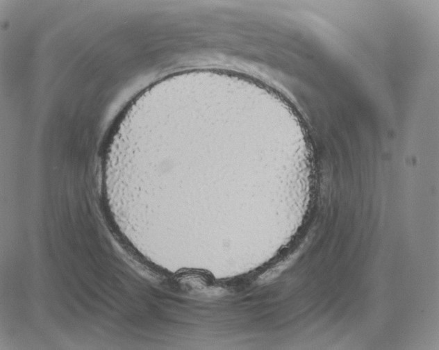 X0000080731509200701051046