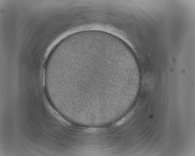 X0000080731510200701051046