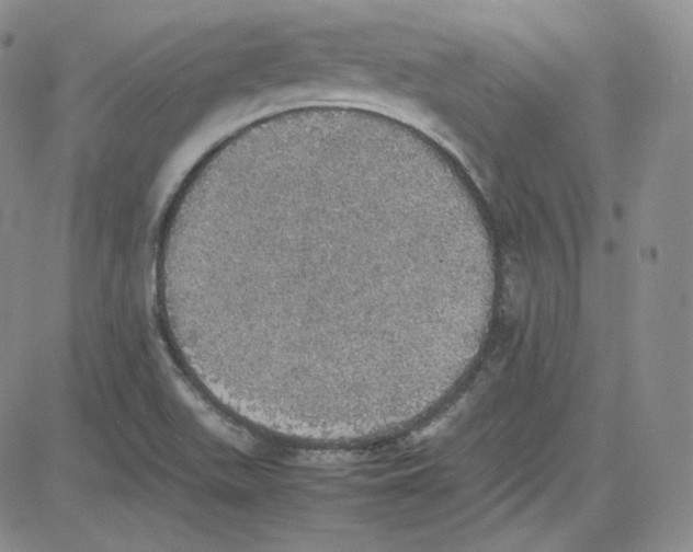 X0000080731511200701051046