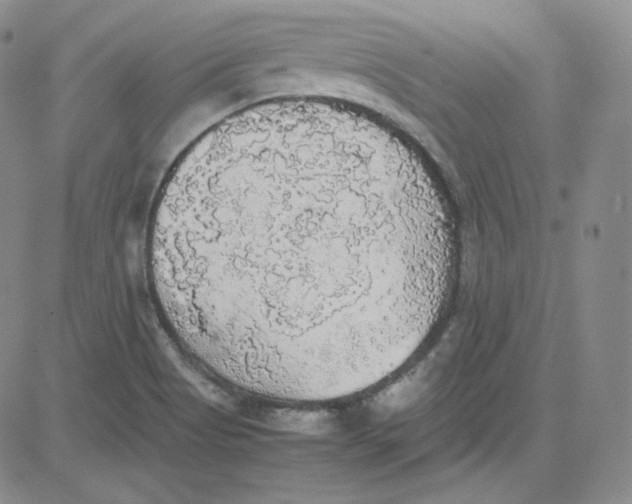 X0000080731513200701051046