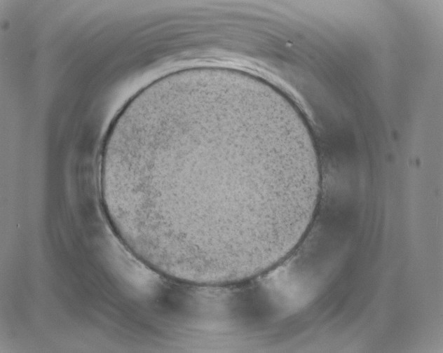 X0000080731514200701051046