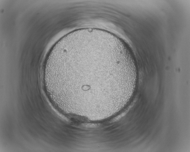 X0000080731517200701051046