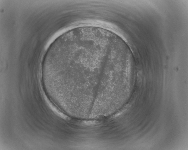 X0000080731523200701051046