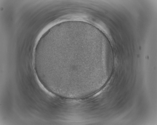 X0000080731528200701051046