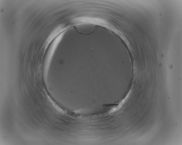 X0000080731529200701051046