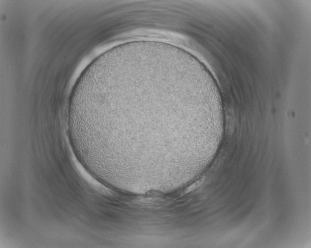 X0000080731531200701051046