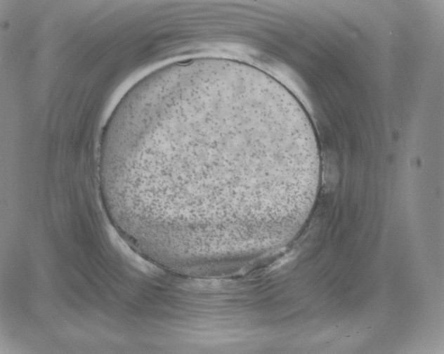 X0000080731532200701051046