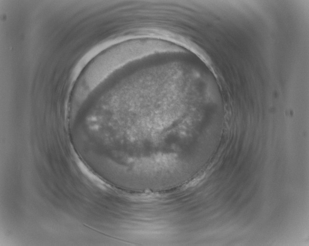 X0000080731535200701051046