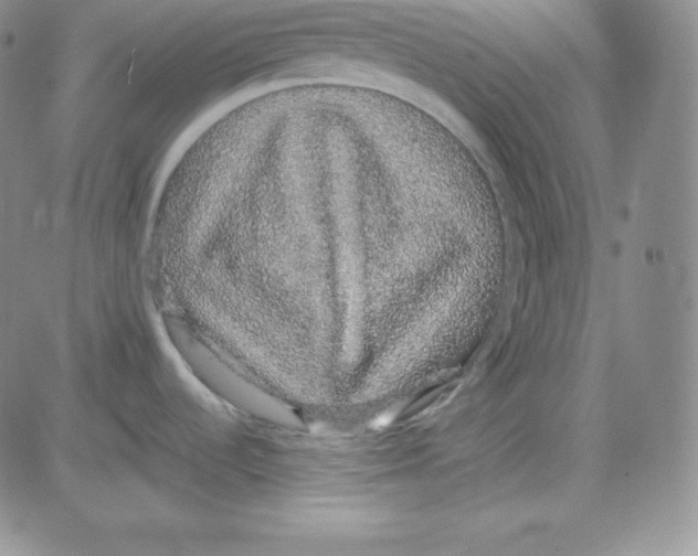 X0000080731536200701051046