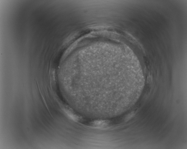 X0000080730117200701121921