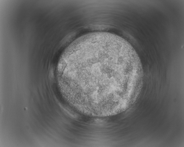 X0000080730166200701121920