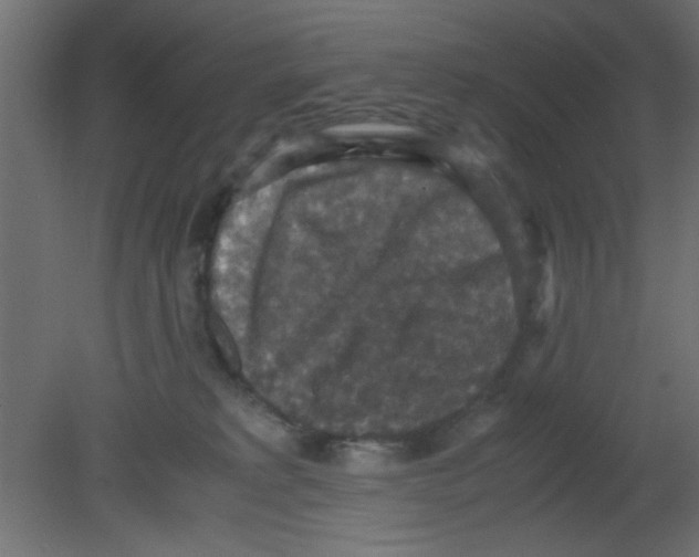 X0000080730229200701121919