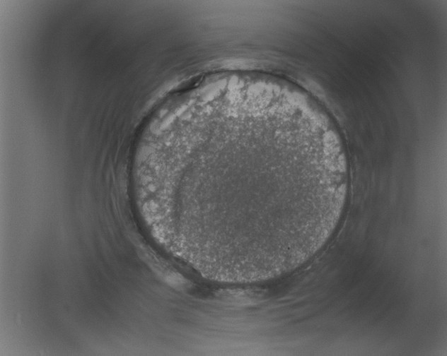 X0000080730297200701121917