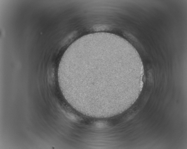 X0000080730308200701121917