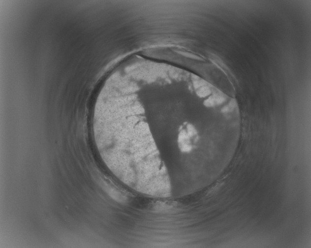 X0000080730346200701121916