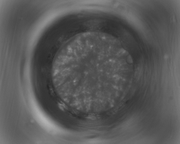 X0000080730383200701121917