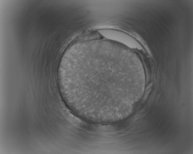 X0000080730385200701121916