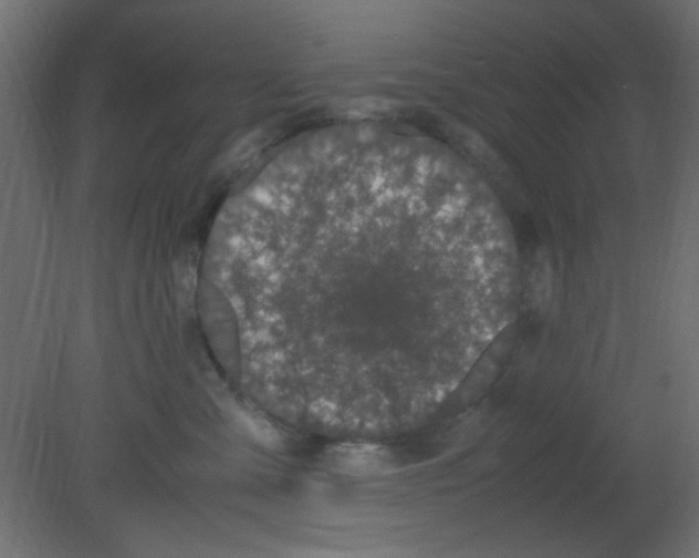 X0000080730427200701121915