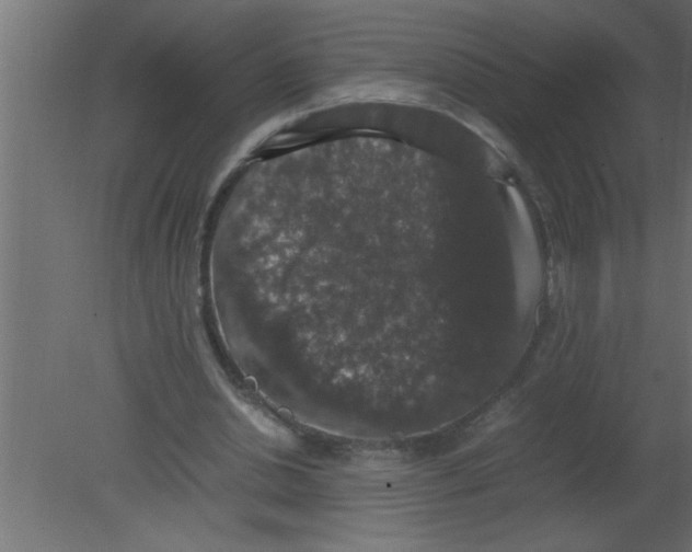 X0000080730438200701121914