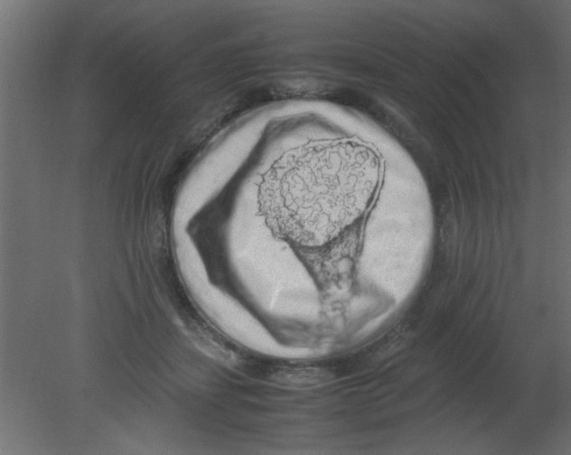 X0000080730459200701121915