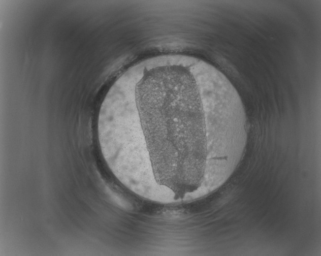 X0000080730638200701121911