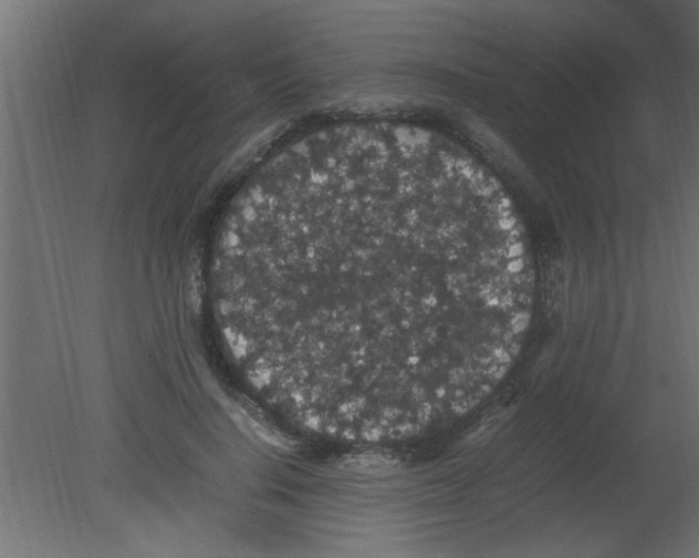 X0000080730644200701121911