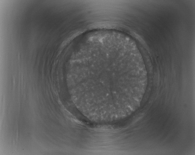 X0000080730673200701121911