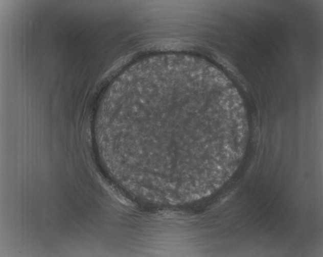 X0000080730681200701121911