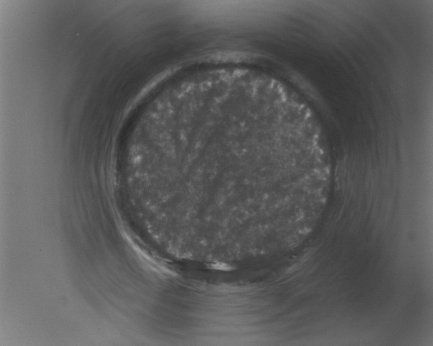 X0000080730722200701121909