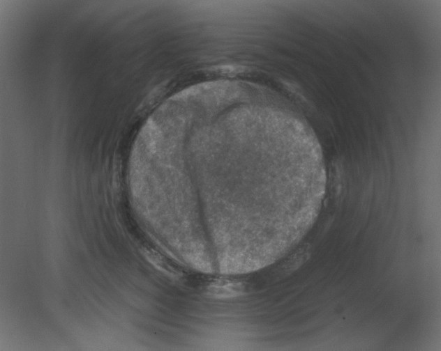 X0000080730760200701121910