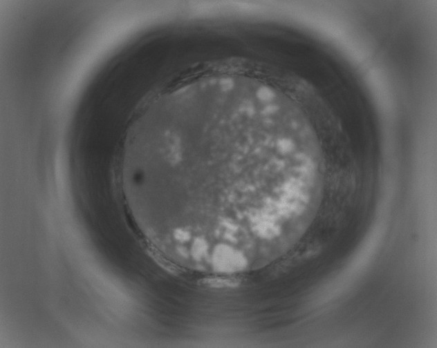 X0000080730765200701121910