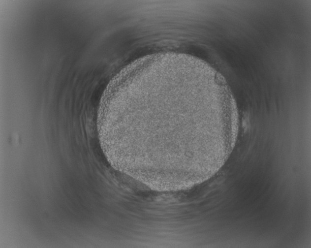 X0000080730867200701121908