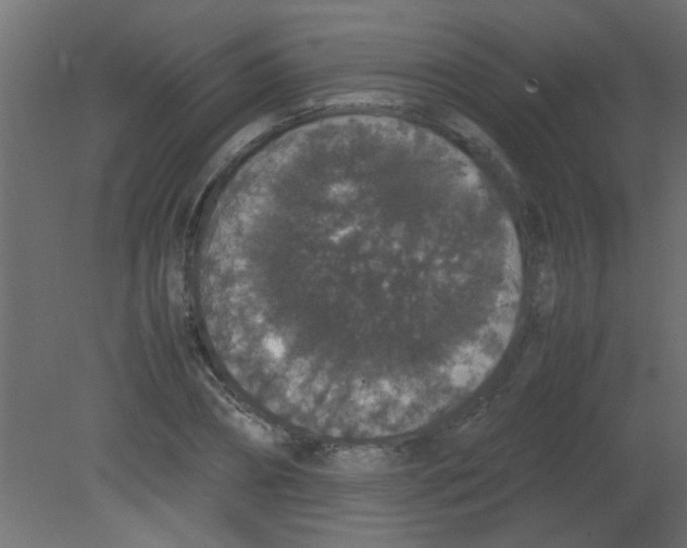 X0000080730882200701121908