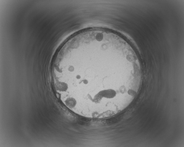 X0000080730887200701121907