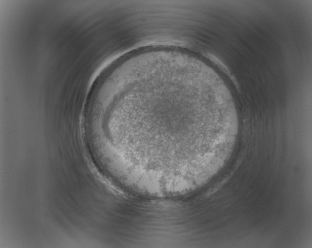 X0000080730928200701121906